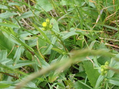Solidago leiocarpa