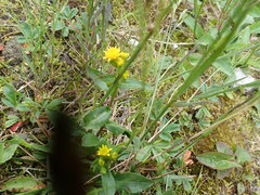 Solidago leiocarpa