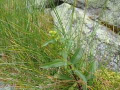 Solidago leiocarpa