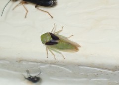 Macropsis osborni