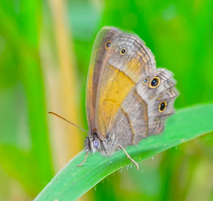 Pharneuptychia phares