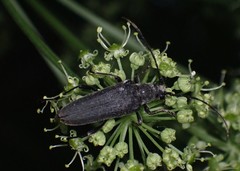 Trachysida mutabilis