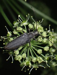 Trachysida mutabilis