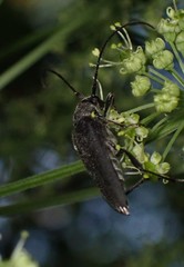 Trachysida mutabilis
