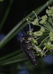 Trachysida mutabilis