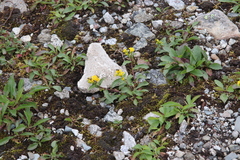 Solidago leiocarpa