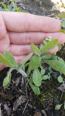 Erigeron pulchellus