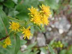 Solidago leiocarpa