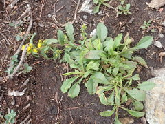 Solidago leiocarpa