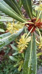 Tasmannia xerophila