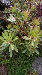Tasmannia xerophila