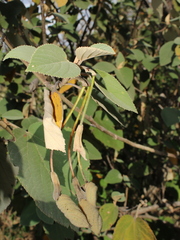 Helicteres baruensis