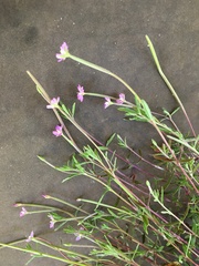 Epilobium billardiereanum