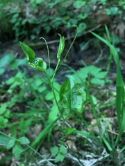Smilax californica