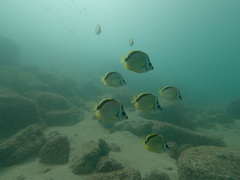 Johnrandallia nigrirostris