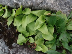 Solidago leiocarpa