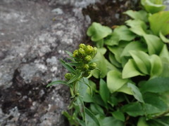 Solidago leiocarpa