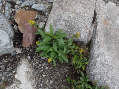 Solidago leiocarpa