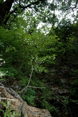 Styrax platanifolius