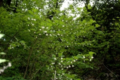 Styrax platanifolius