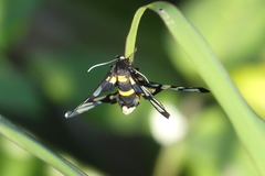 Amata sperbius