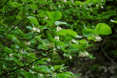 Styrax platanifolius