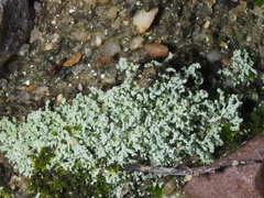 Leprocaulon americanum