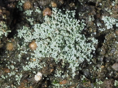 Leprocaulon americanum