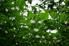 Styrax platanifolius