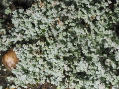 Leprocaulon americanum