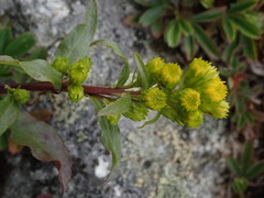 Solidago leiocarpa