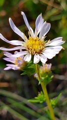 Eurybia spinulosa image