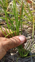 Image of Eurybia spinulosa