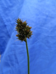Carex illota
