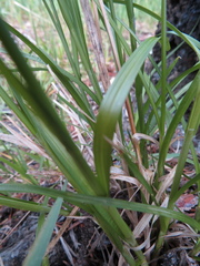 Carex illota