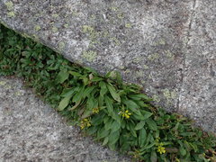 Solidago leiocarpa