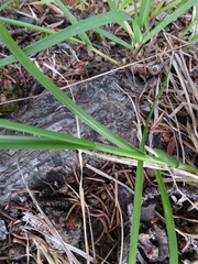 Carex illota