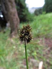 Carex illota