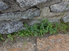 Solidago leiocarpa