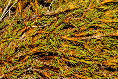 Dracophyllum prostratum