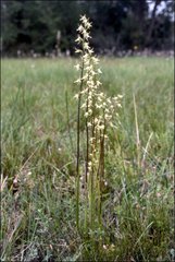 Prasophyllum odoratum
