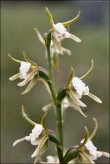 Prasophyllum odoratum