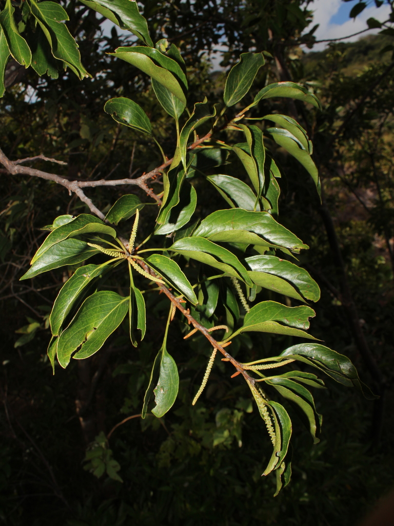 Roupala montana from Provincia de Guanacaste, Costa Rica on December 31