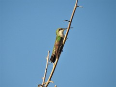 Anthracothorax aurulentus