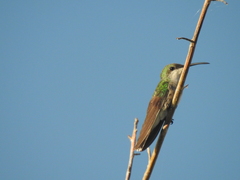 Anthracothorax aurulentus