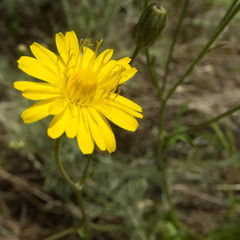 Crepis vesicaria taraxacifolia
