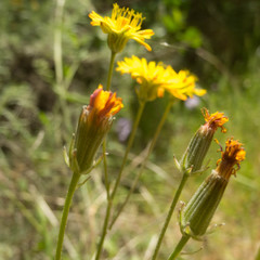 Crepis vesicaria taraxacifolia