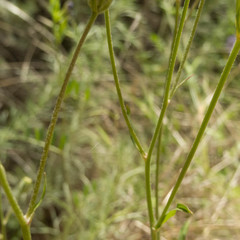 Crepis vesicaria taraxacifolia