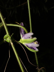 Passiflora menispermifolia
