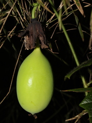 Passiflora menispermifolia
